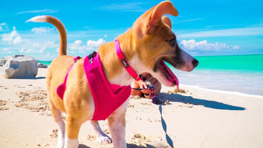 Turks & Caicos’ Famous Four-Legged Friends